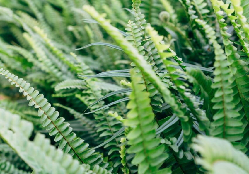 field of ferns